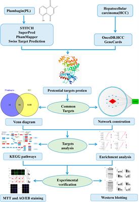 Computational and In Vitro Analysis of Plumbagin’s Molecular Mechanism for the Treatment of Hepatocellular Carcinoma